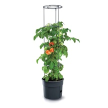 Květináč na pěstování rajčat TOMATO GROWER antracit 39,2cm (max. výška: 153cm)